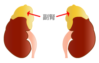 副腎 副腎